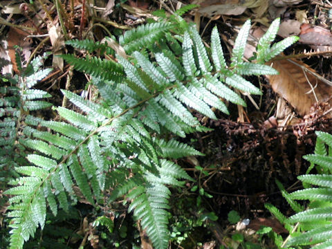 Polystichum polyblepharum