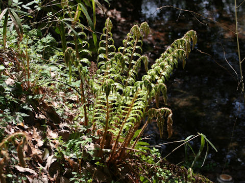 Polystichum polyblepharum