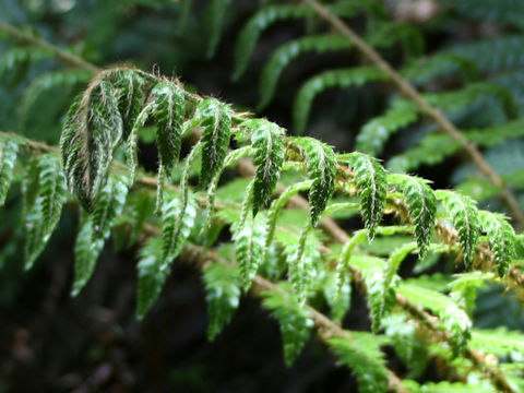 Polystichum polyblepharum