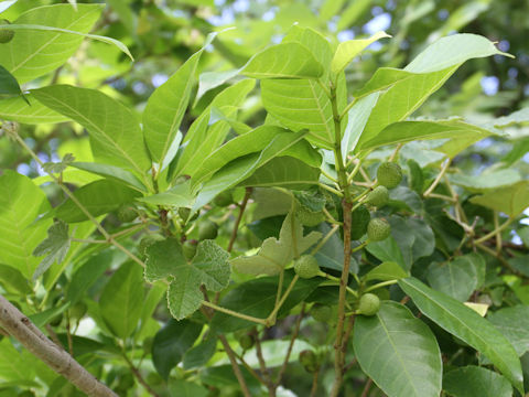Ficus erecta