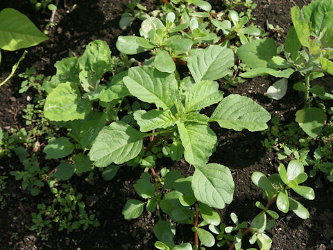 Amaranthus lividus var. ascendens