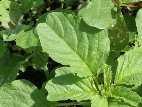 Amaranthus lividus var. ascendens