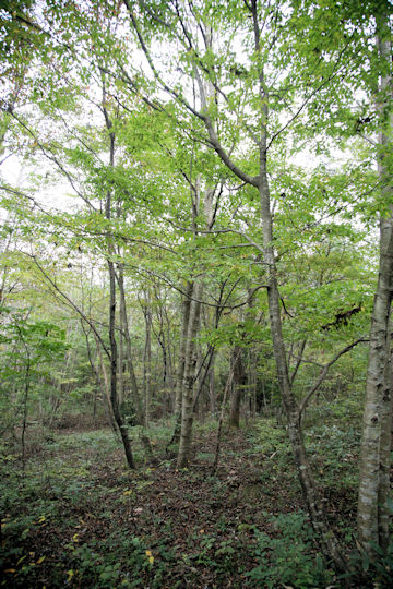 Fagus japonica