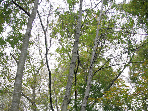 Fagus japonica