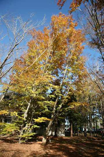 Fagus japonica