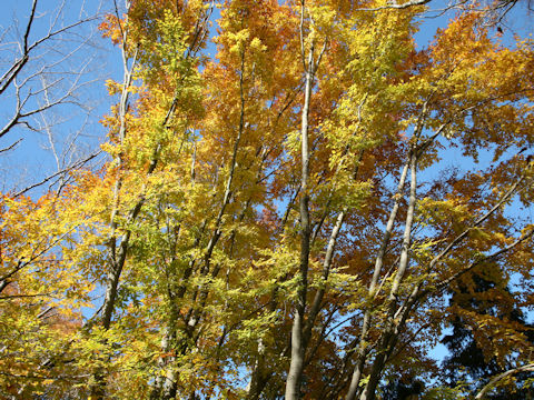 Fagus japonica