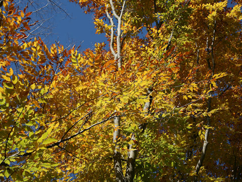 Fagus japonica