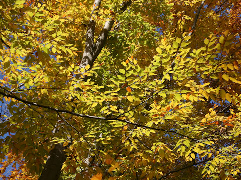 Fagus japonica