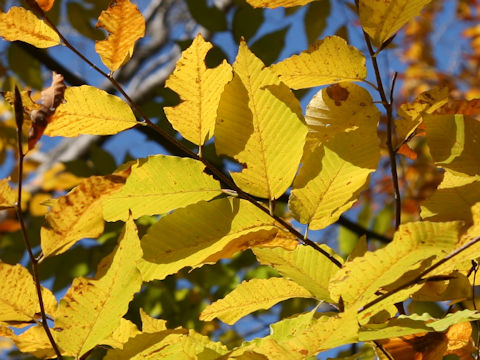 Fagus japonica