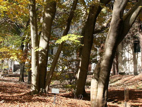 Fagus japonica