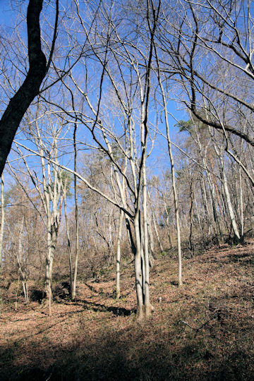 Fagus japonica