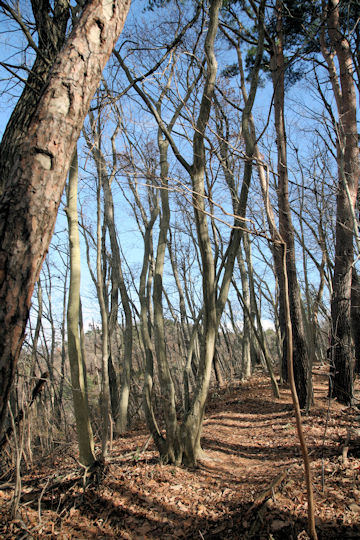 Fagus japonica