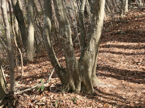 Fagus japonica