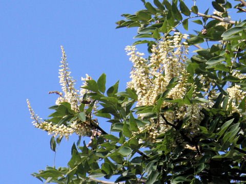 Maackia amurensis ssp. buergeri
