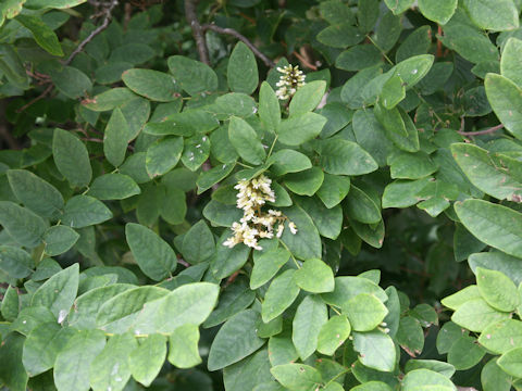 Maackia amurensis ssp. buergeri