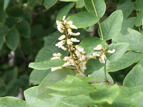 Maackia amurensis ssp. buergeri