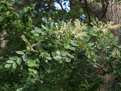 Maackia amurensis ssp. buergeri