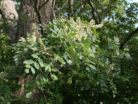 Maackia amurensis ssp. buergeri