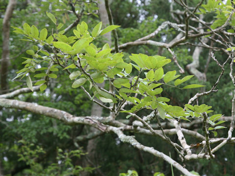 Maackia amurensis ssp. buergeri