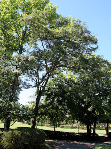 Maackia amurensis ssp. buergeri