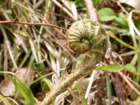 Onoclea orientalis