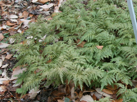 Selaginella moellendorffii