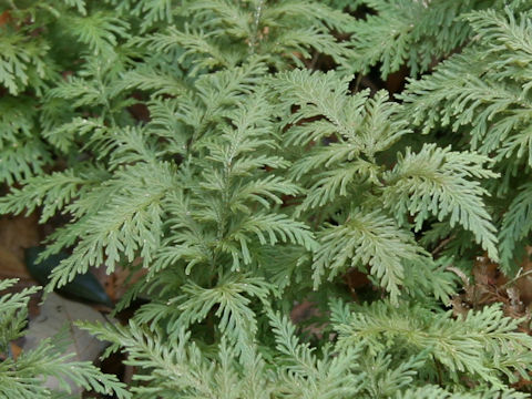 Selaginella moellendorffii