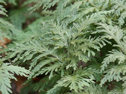 Selaginella moellendorffii