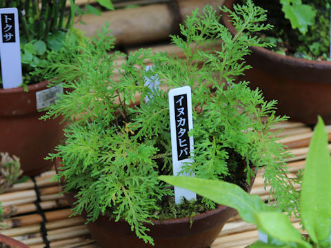 Selaginella moellendorffii