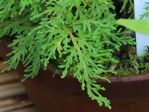 Selaginella moellendorffii