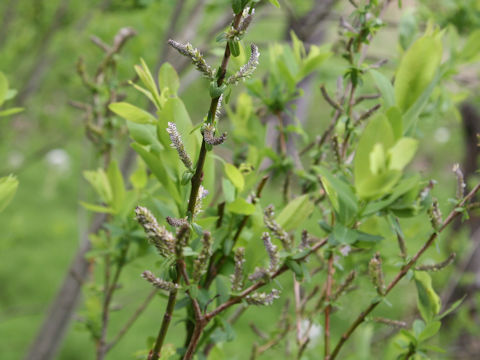 Salix integra