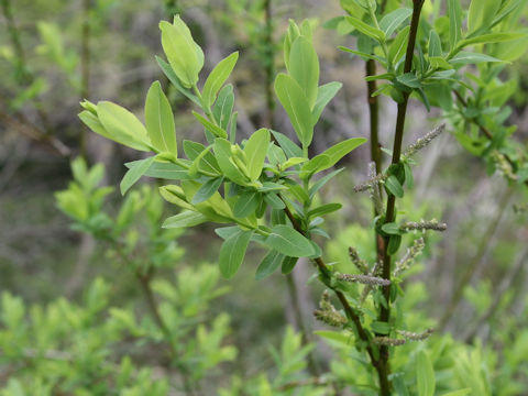 Salix integra