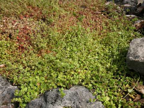 Veronica polita var. lilacina