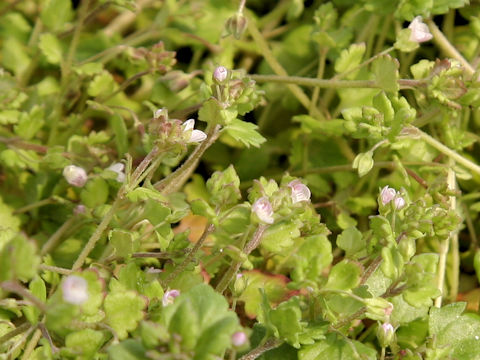 Veronica polita var. lilacina