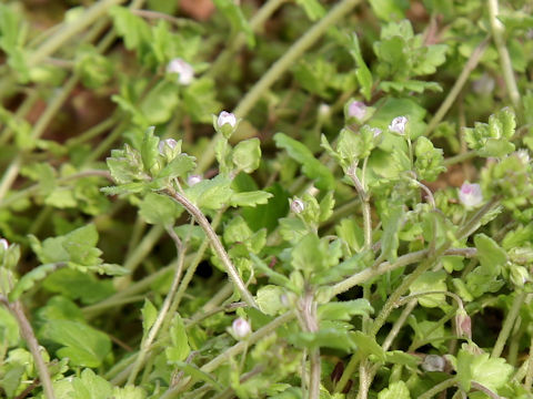 Veronica polita var. lilacina