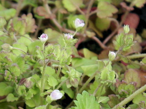 Veronica polita var. lilacina
