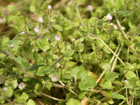 Veronica polita var. lilacina
