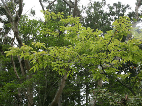 Carpinus tschonoskii