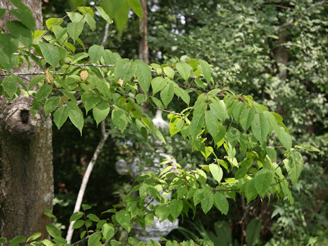 Carpinus tschonoskii