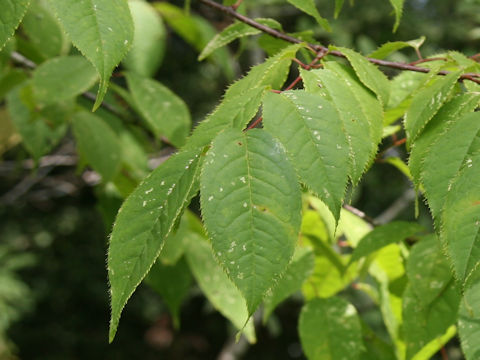 Carpinus tschonoskii