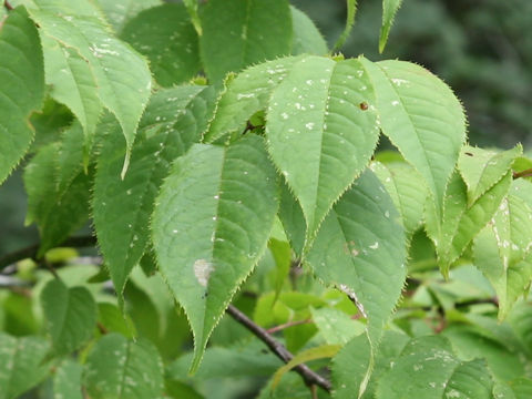 Carpinus tschonoskii