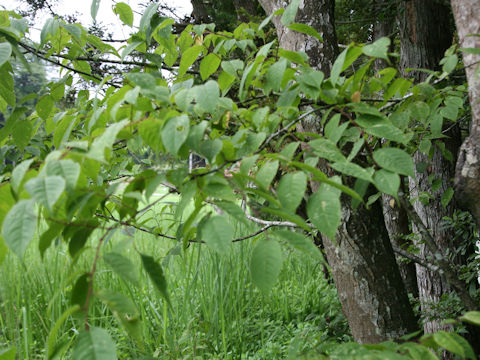 Carpinus tschonoskii