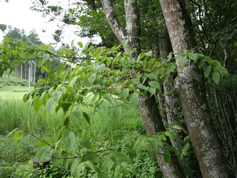 Carpinus tschonoskii