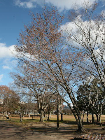 Carpinus tschonoskii