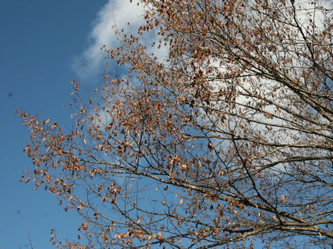 Carpinus tschonoskii