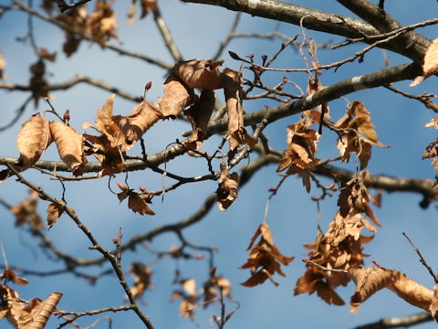 Carpinus tschonoskii