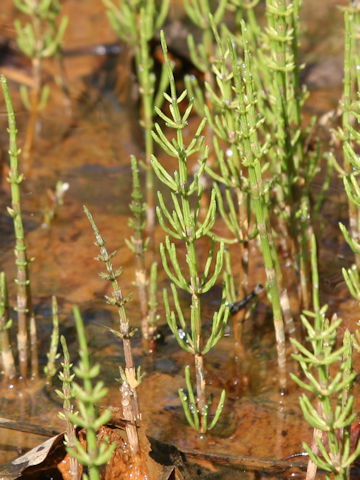 Equisetum palustre