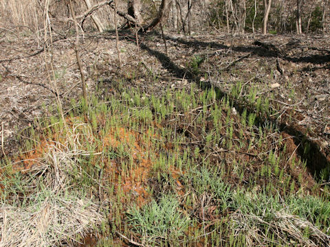 Equisetum palustre