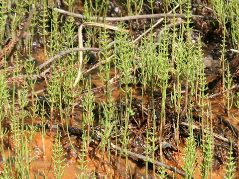 Equisetum palustre