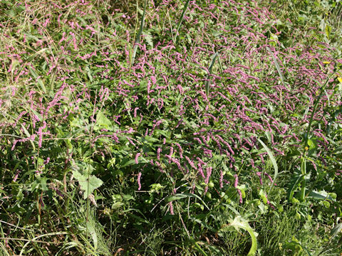 Persicaria longiseta